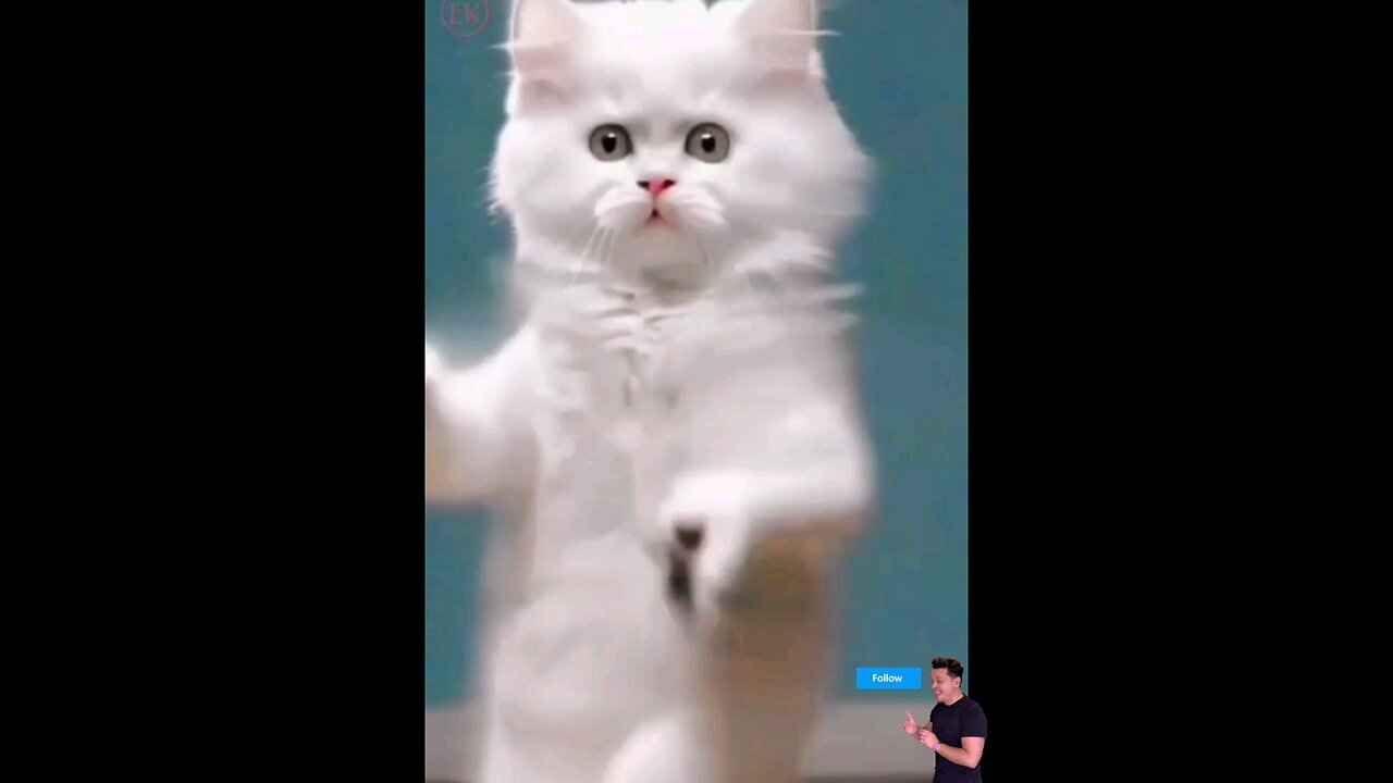 funniest_#cat's_#dance_#🙈😱😱