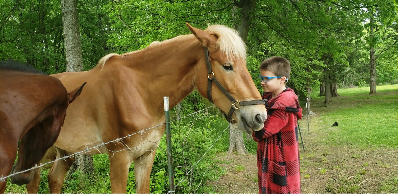 BIG BELGIAN WORK HORSE WANTS TO SNUGGLE WITH OUR SON