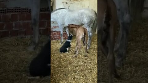 Good boy makes a new friend