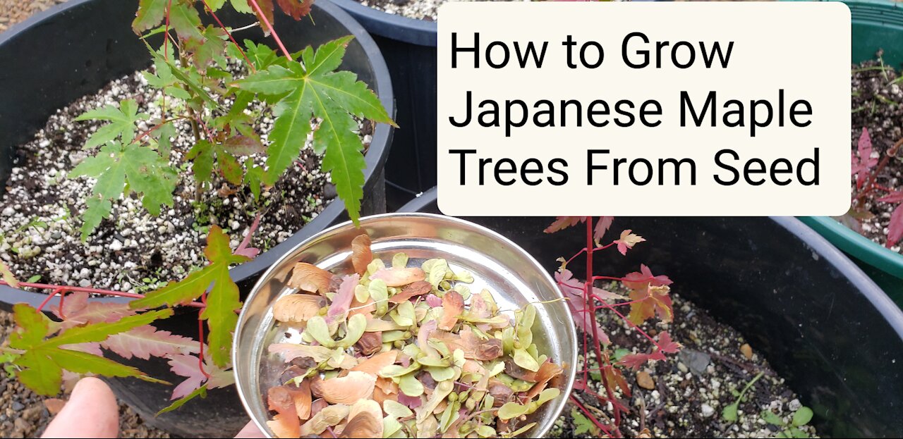 How to Grow Japanese Maples from Seed for Free