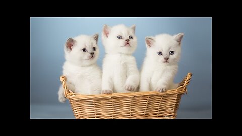 funny cats 2023