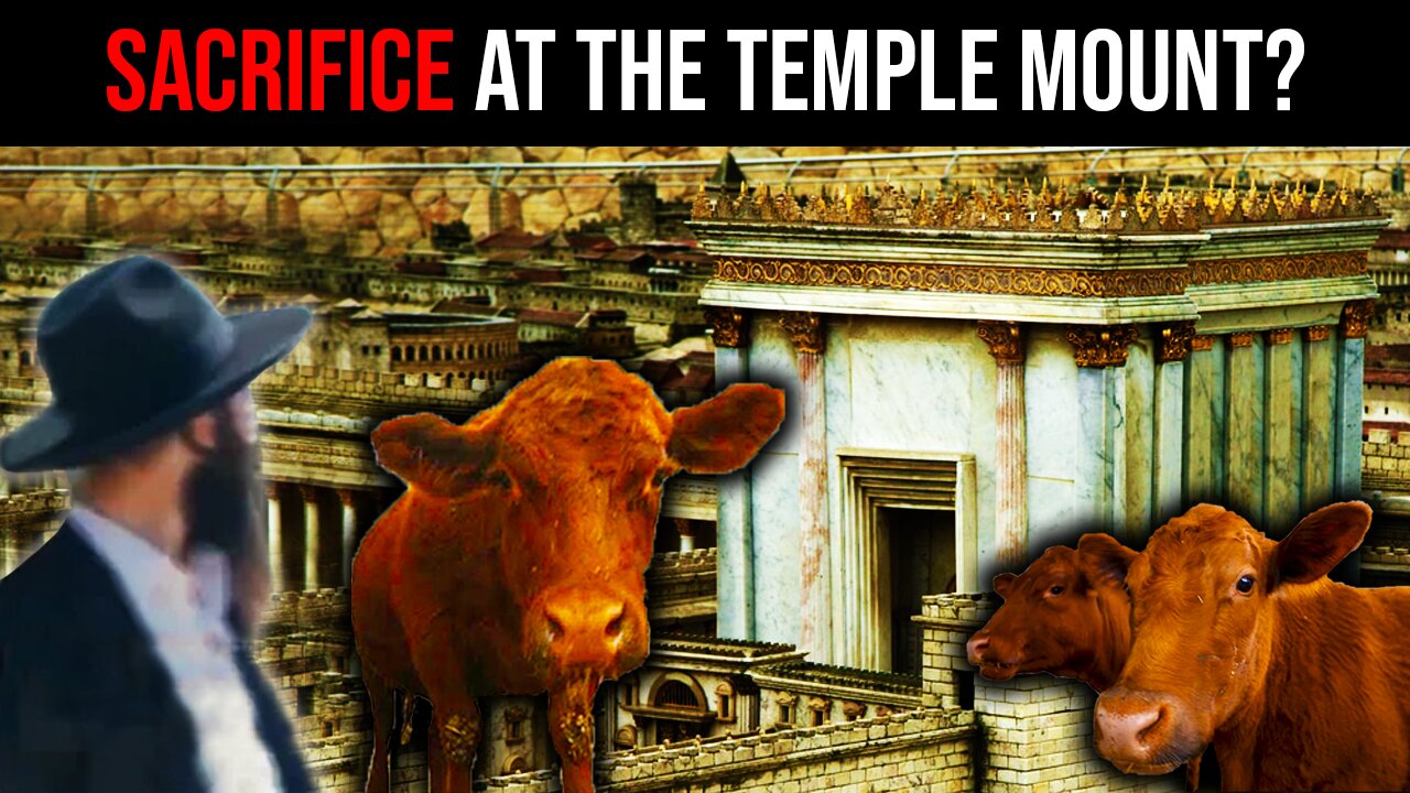 Jews Prepare Red Heifer Sacrifice at Al Aqsa Mosque??? Red Heifer Update | Red Heifer Prophecy