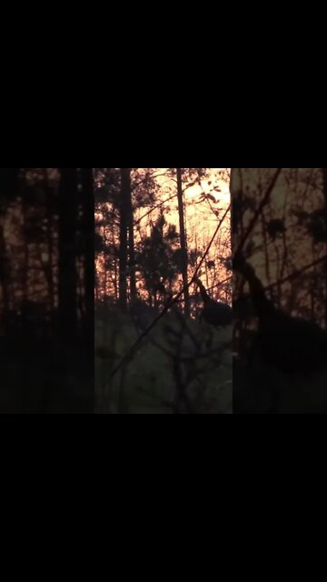 Turkey Season 2022- Smoked at 45 yards!