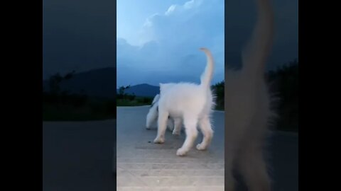 #shorts Смешные Коты Из Тик Тока 47 Funny Cats From Tiktok