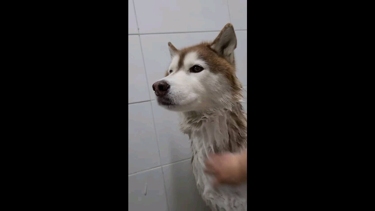 It's cute to have a bath in a Siberian husky tan, right? (Puchitan)