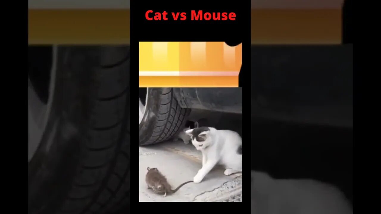 Cat vs Mouse very funny