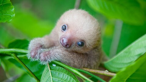 Baby Sloths Being Sloths - FUNNIEST Compilation