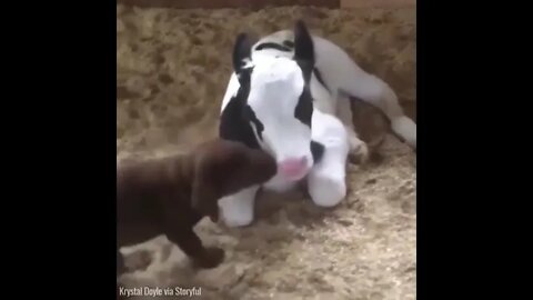 Calf & Puppy are best friends