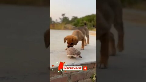 QUANDO SEU AMIGO FICA ENROLANDO PRA TE CONTAR AS COISAS🤣🤣🤣