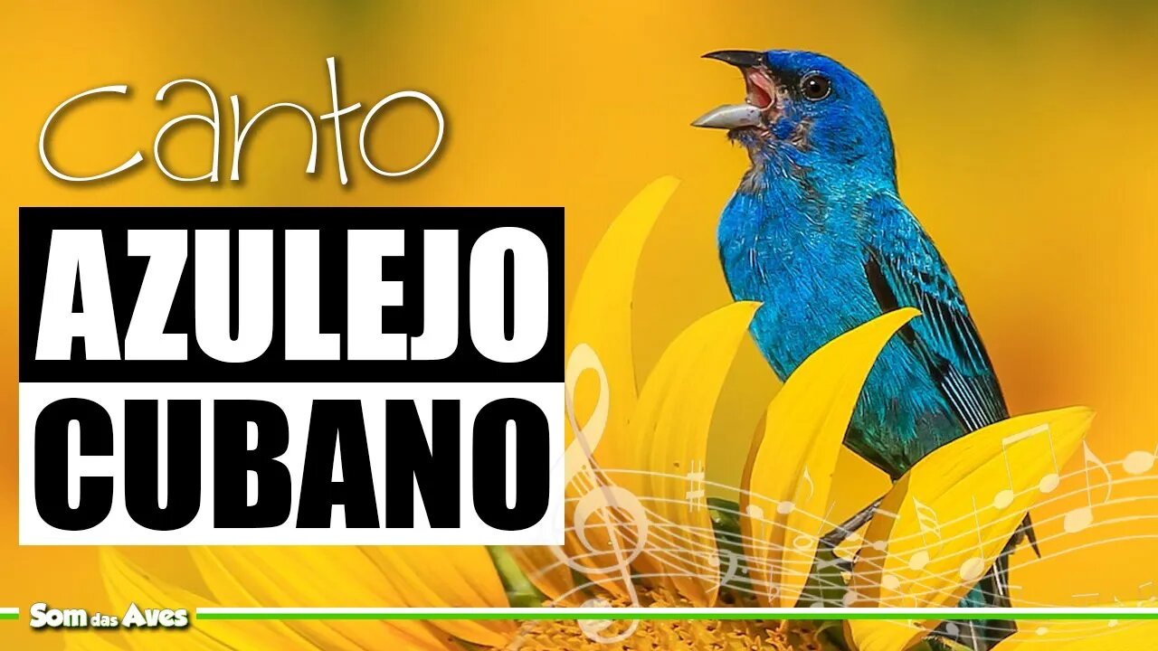 🎼Lindo AZULEJO CUBANO Cantando (Passerina Cyanea) Azulillo🌳