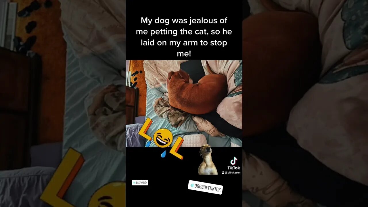 #jealous #jealousy #odie #dog #dogs #dogsofttiktok #lol #billykaren #cute #tiktok #fyp #fypシ #viral