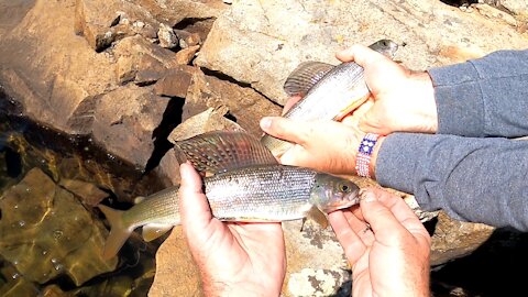 Wind River Mountains - Grayling Feeding Frenzy