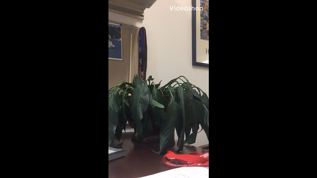 Time lapse of my wilted desk plant recovering after Thanksgiving break.