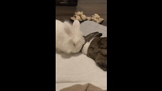 Bunnies love