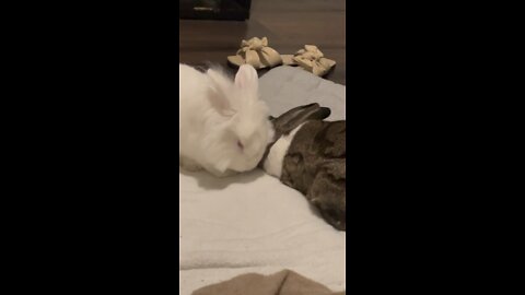 Bunnies love