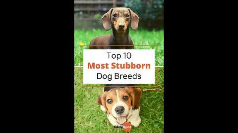 Top 10 dog breeds that stay small