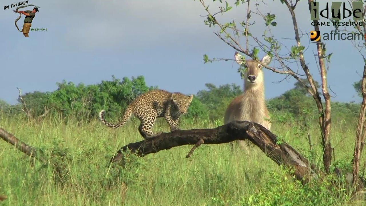 Leopard And Cub - Life Outside The Bushcamp - 14: Stalking Waterbuck