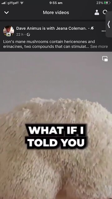 Dave Animus : mushrooms for brain