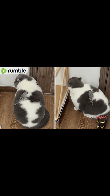 Funny and Cute Cat | Fatty Cat Just catching a ride...😂