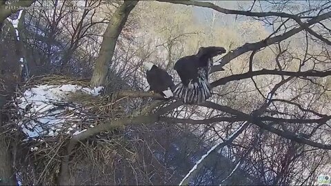 Hays Eagles Dad chases a sub adult eagle off the nest 2022 01 29 11 03AM