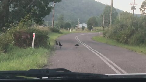 We have to stop the car to make way for some birds crossing the road