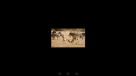 This animal video jungle