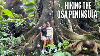 A Wild Jungle Adventure | Monkeys, Anteaters & Waterfalls - Travel Costa Rica