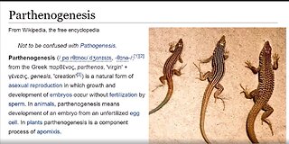 PARTHENOGENESIS MICHELLE 2