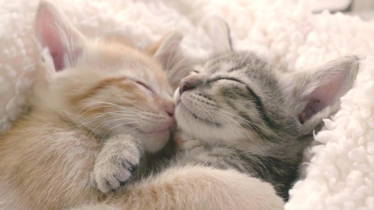 KITTENS 4K |Sleep KITTENs VIDEOS in 4K 🧡