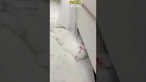 cute cat videos 😹 funny videos 😂 719 😻 #shorts #shortsfunny #cutecat #funnycat #catvideos #catscare