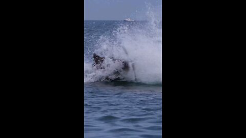 INSANE Tuna action