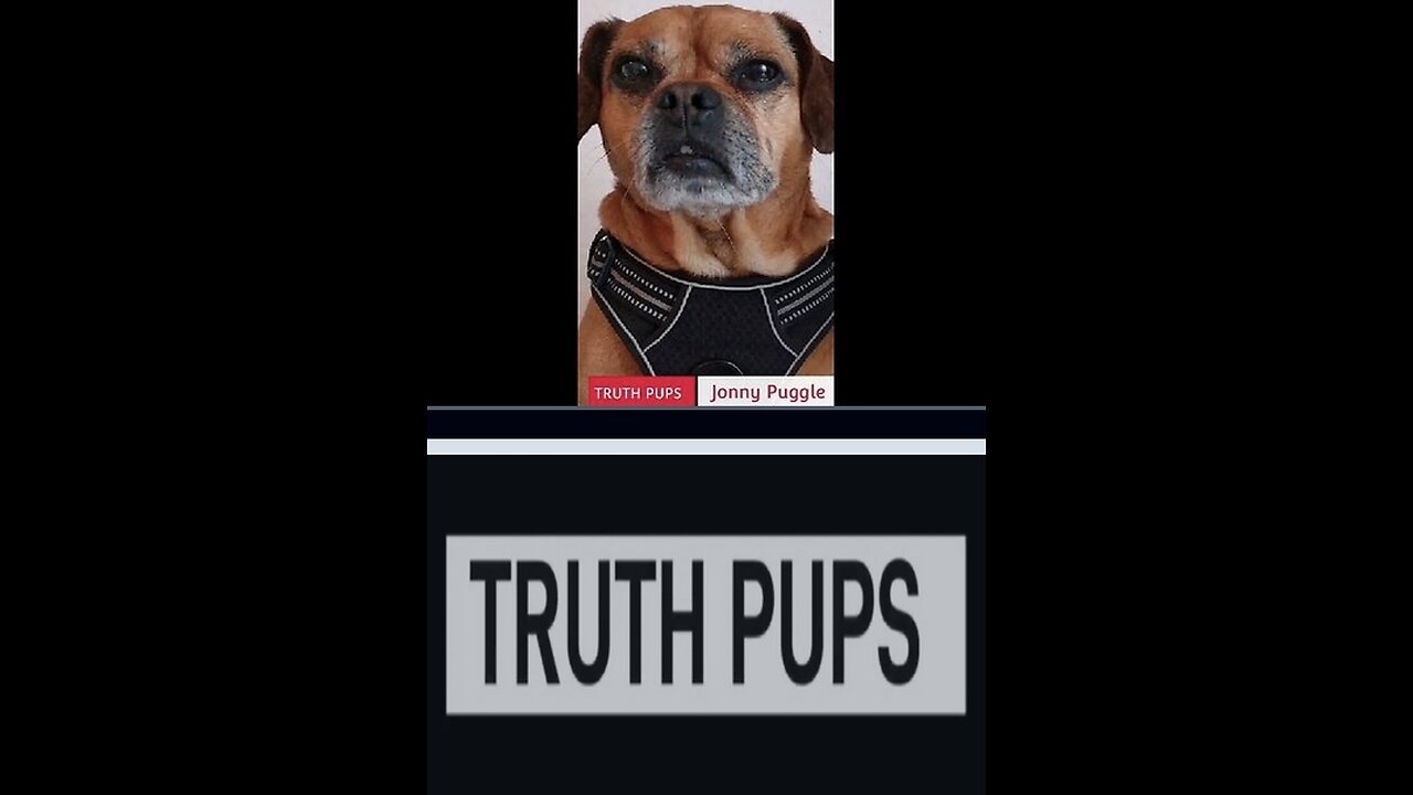 TRUTH 🐶 PUPS INTEL UPDATE #TheStormRider777