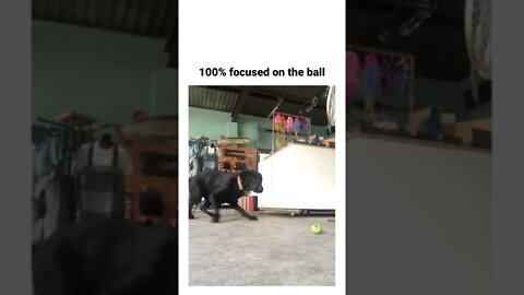 Standing zoomies Credits to @itimaliapett on Instagram #shortsvideo #shorts #fyp #funny #dog