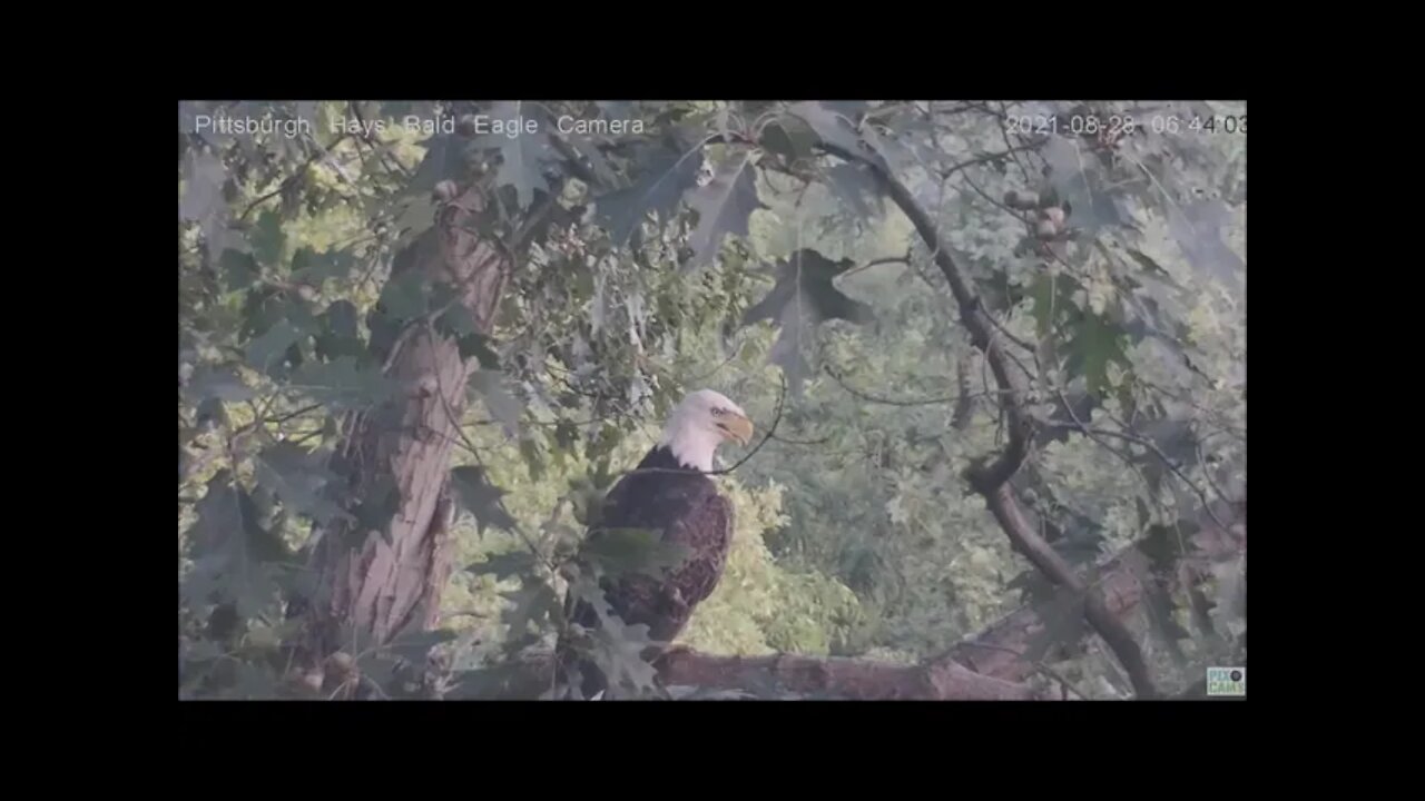 Hays Eagles Dad flies into nest with close up of perches 8.28.21 6:39AM