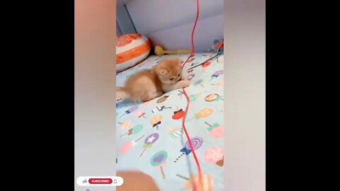 cute cat videos 😹 funny videos 😂1096