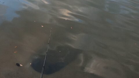 Giant Fish Live in the Sewer (Monster)