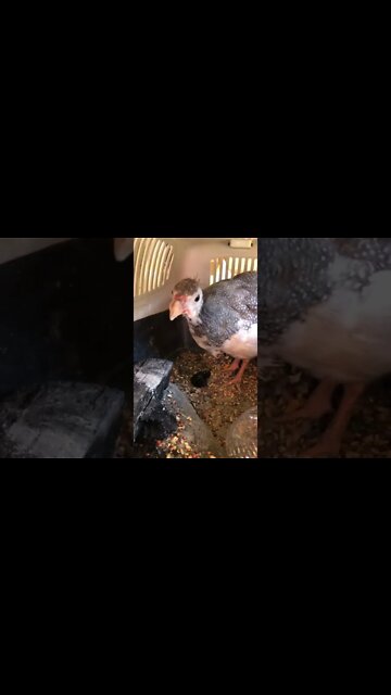 Injured baby guinea fowl looks for reassurance when dog barks