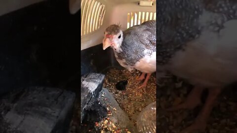 Injured baby guinea fowl looks for reassurance when dog barks