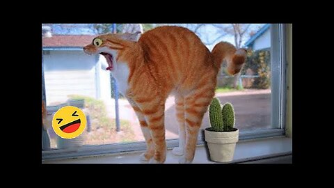 New Funny Animals 😅 Funniest Dogs And Cats Videos 2023🐶😺 #8