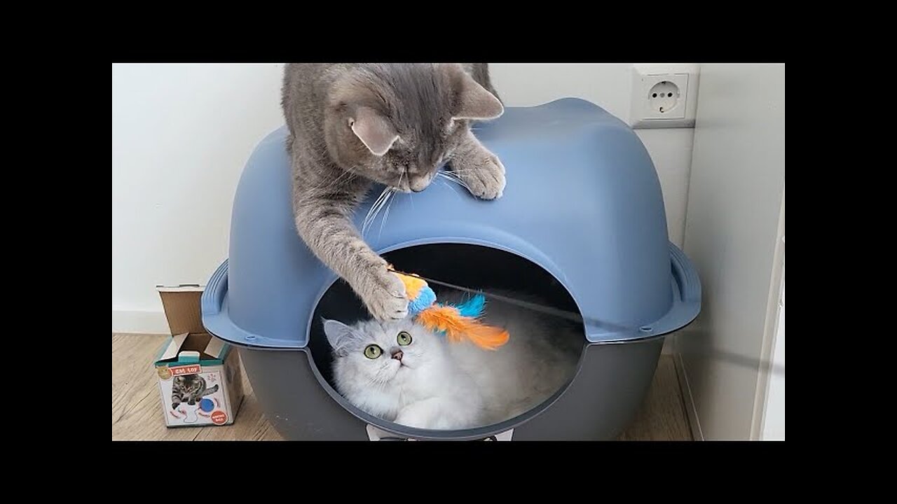 How do the cats react to their new room and toys ? Funny cats