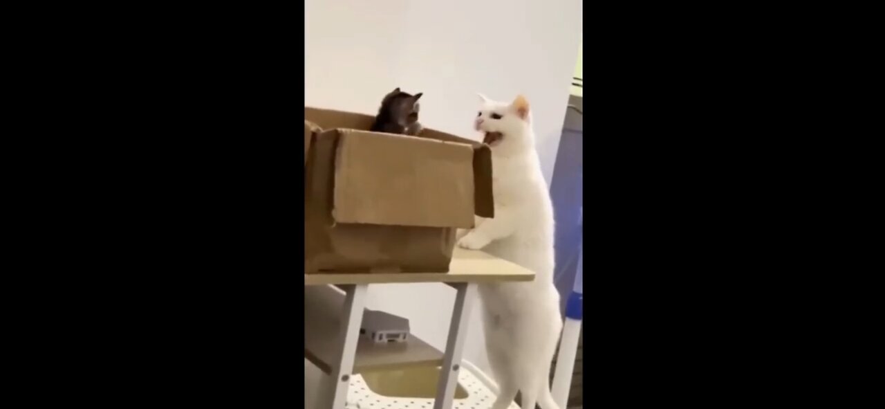 Try not to laugh 🤣😂