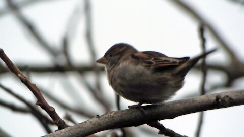 Sparrows