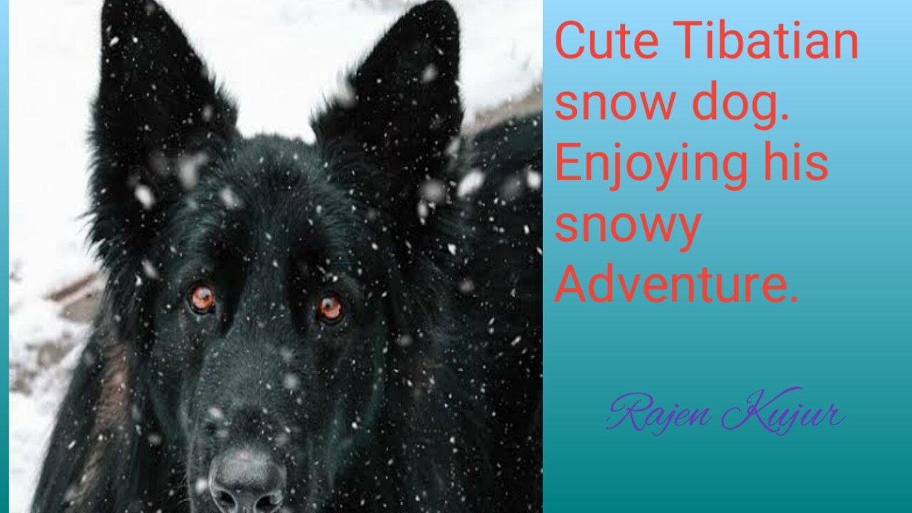 Cute Tibatian snow dog enjoying his snowy Adventure