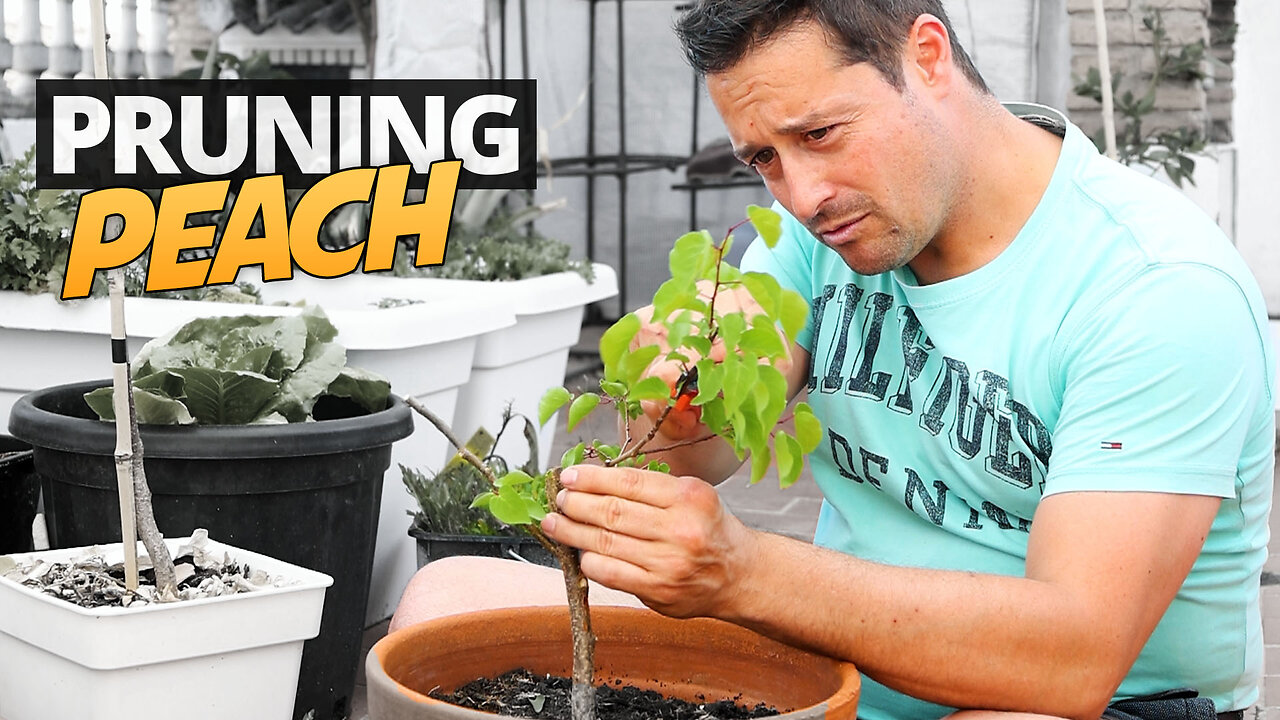 Making the Scaffold Prune on our Peach Tree - Pruning Back our Seed Grown Peach Sapling