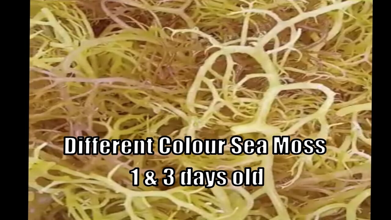 Sea Moss 1 & 3 days old -– Different Colours & Textures