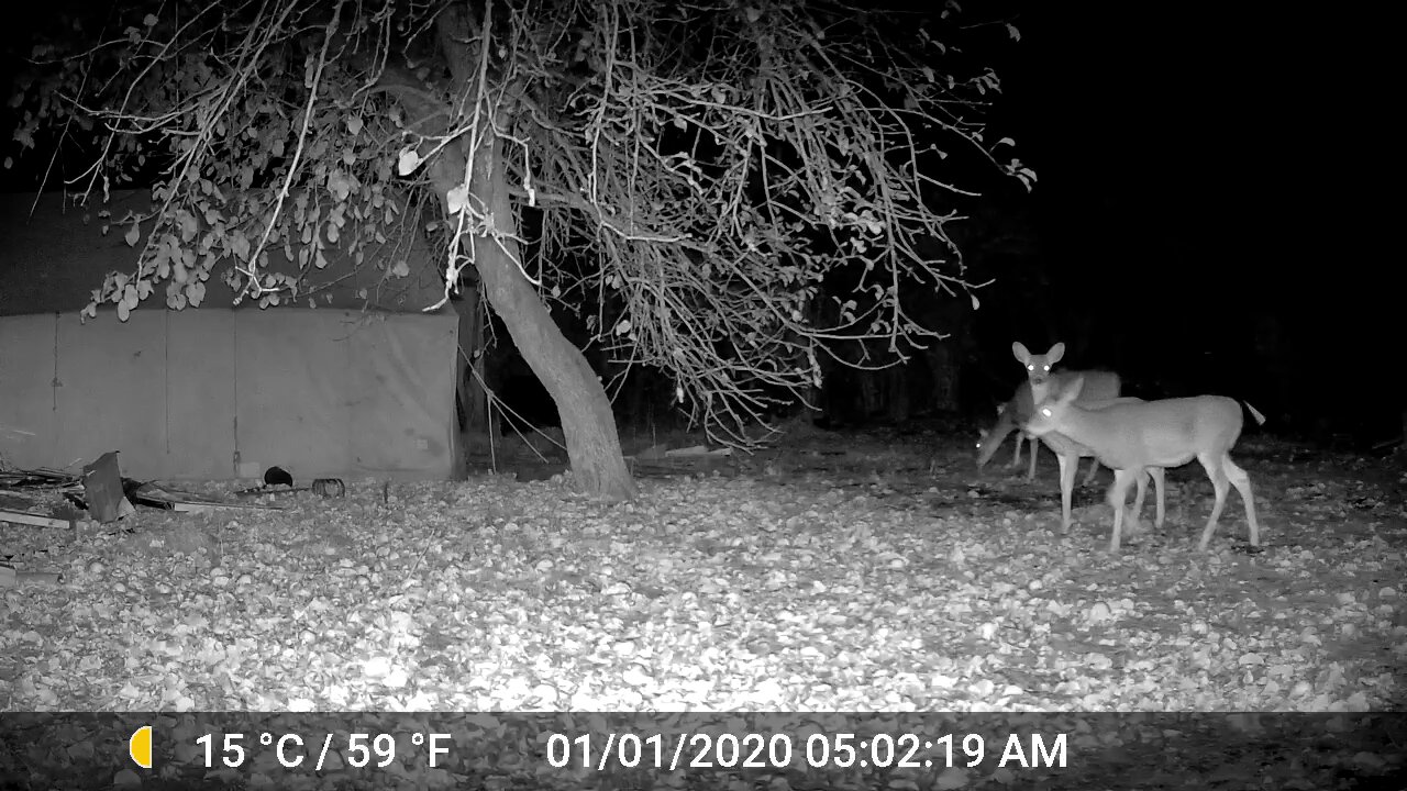 Grizzly versus Whitetail reactions. Predator and prey