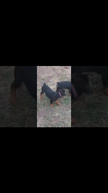 Rottweilers - Lil' Eddie And Faye - A little Tug Of War