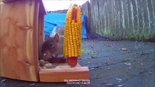 Ride Along with Q #309 - Squirrel Feeder 08 - 01/08/22 1343-1403 - Videos by Q Madp