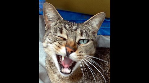SOUNDS THAT ATTRACT CATS!! Meow to make cats come to you