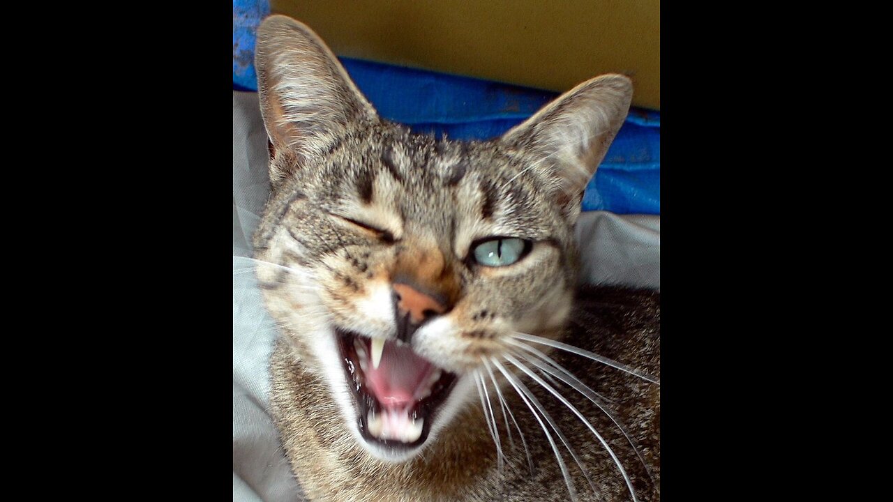 SOUNDS THAT ATTRACT CATS!! Meow to make cats come to you